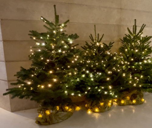 Des sapins de Noël aux entreprises